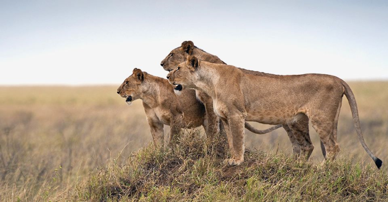 lion at Serengeti