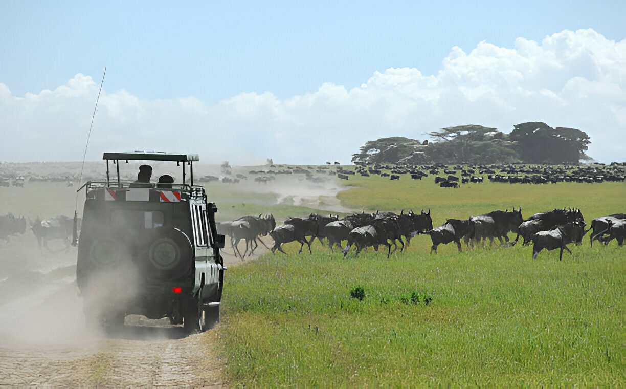 Wildlife Safaris
