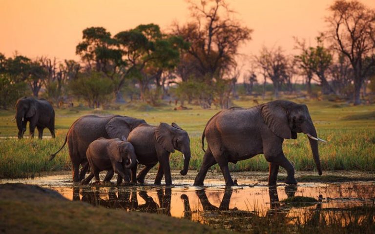elephan serengeti sunset